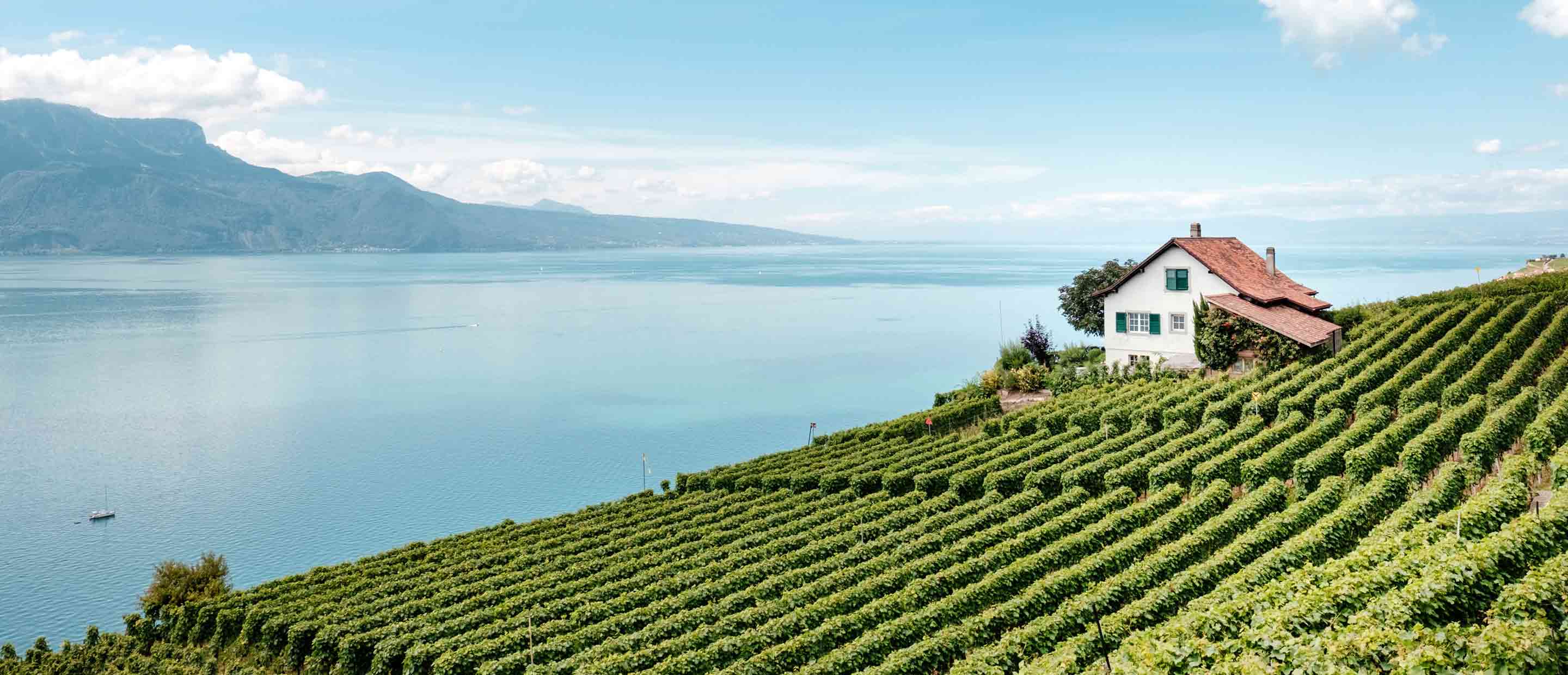 Vineyard on a hillside overlooking a calm lake with a house and mountains in the background