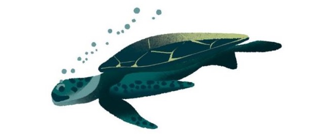 turtle