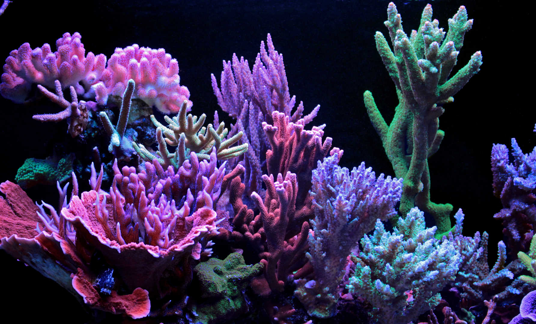 Korallenriff mit mariner Biodiversität