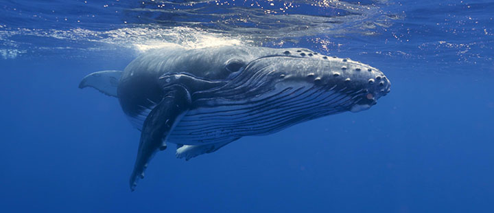Whale under surface ocean desktop
