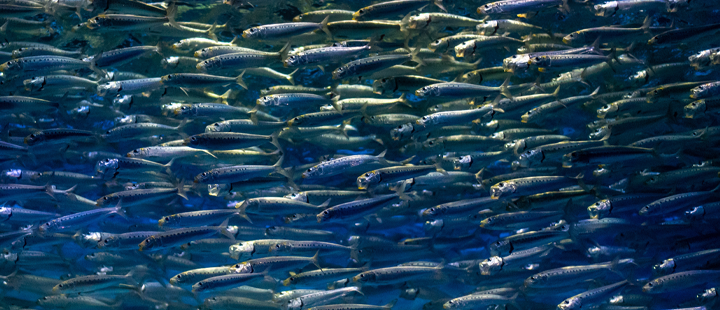 edna report desktopp