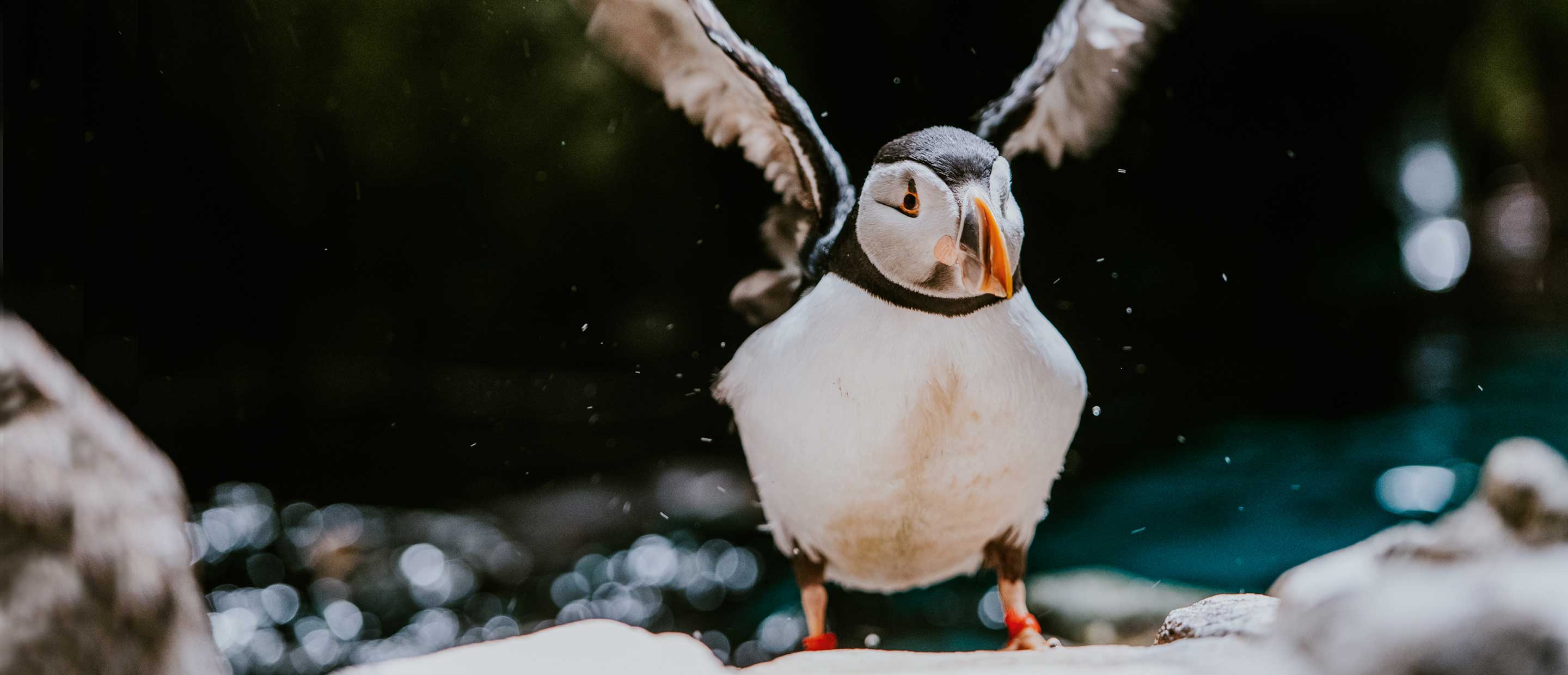 Papageientaucher im Oceanário de Lisboa