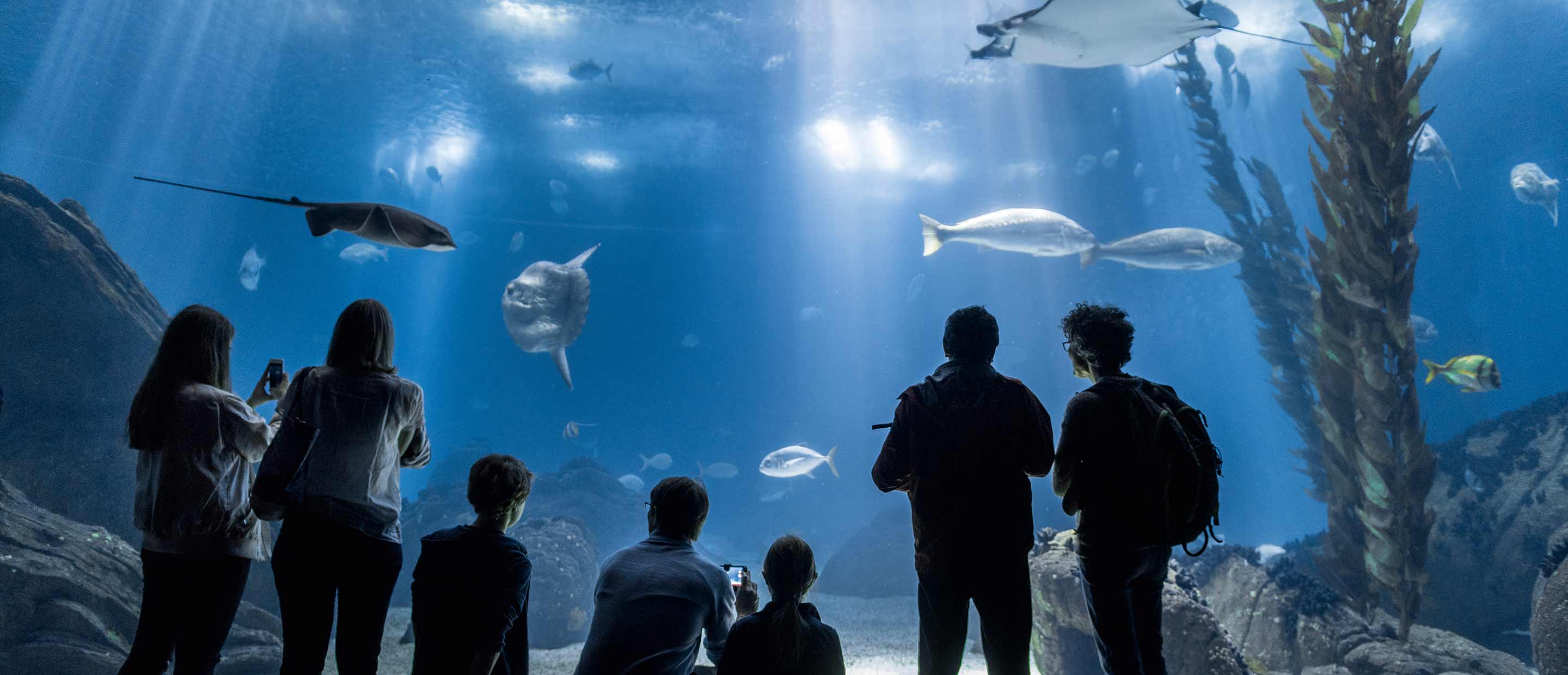 Aquariumbecken mit Meeresleben im Oceanário de Lisboa