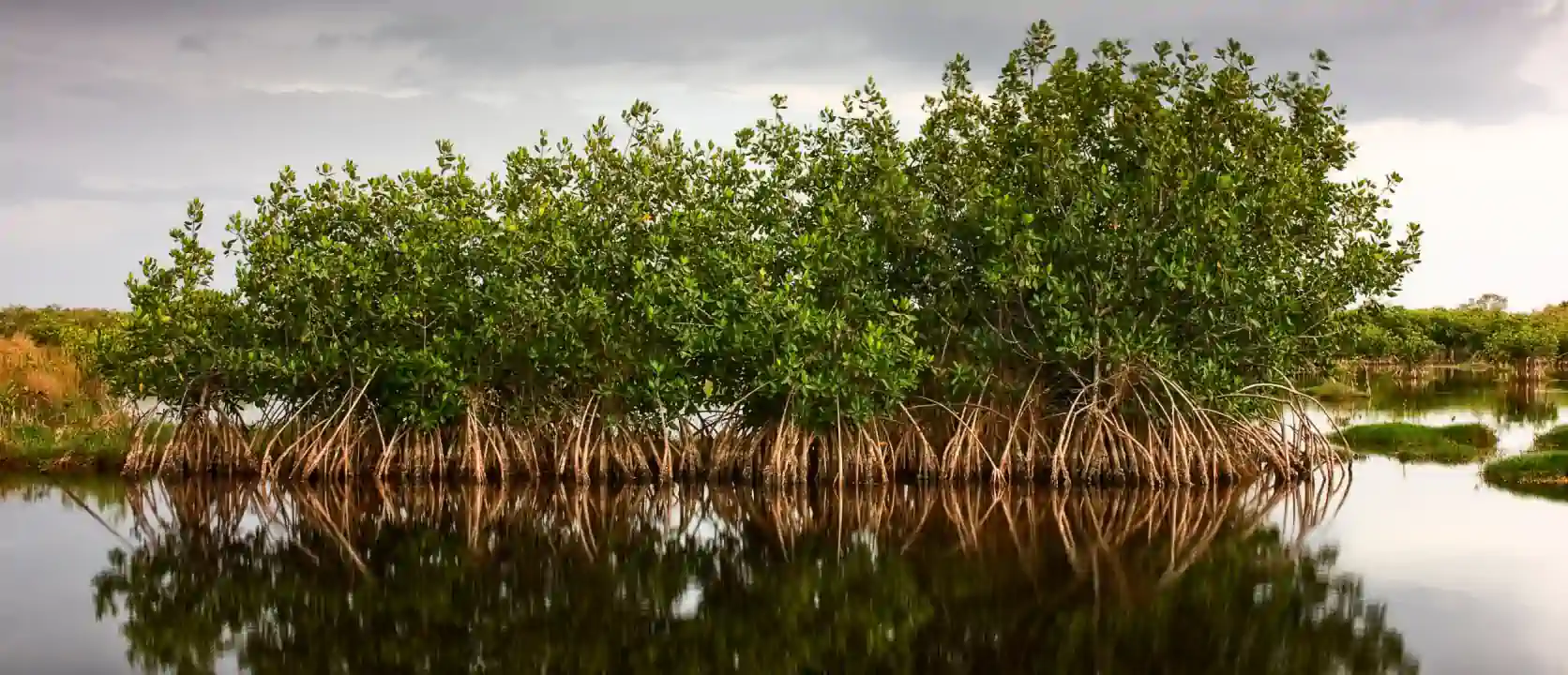 mangroves AdobeStock 274144465