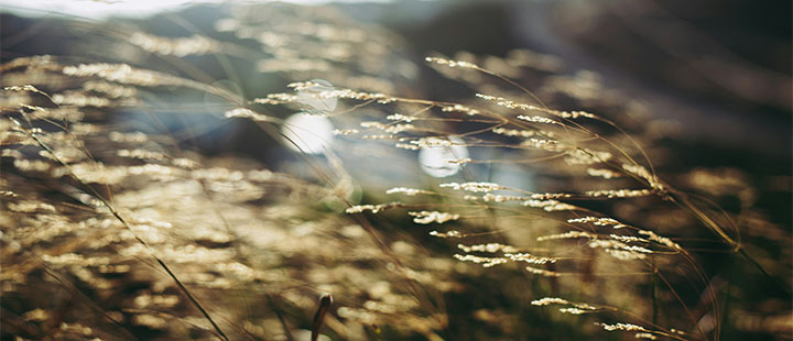Sunlit grasses with soft focus and blurred background